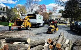 Best Storm Damage Tree Cleanup  in China Grove, TX