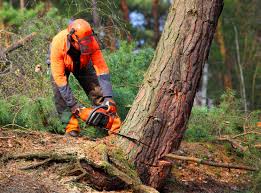 Best Leaf Removal  in China Grove, TX