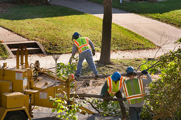 Best Tree Health Inspection  in China Grove, TX