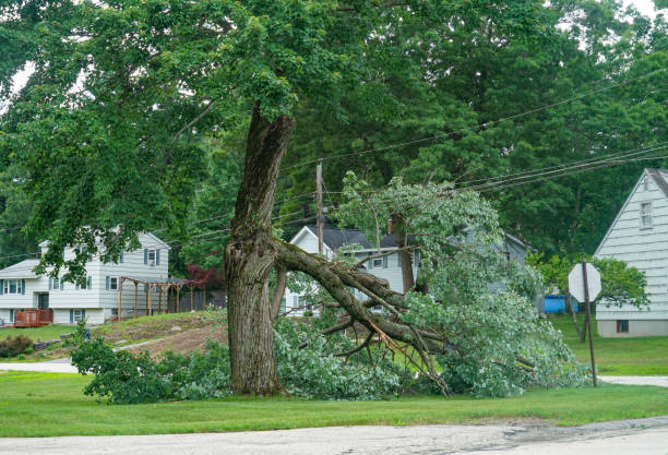 Why Choose Our Tree Removal Services in China Grove, TX?