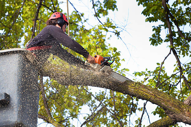  China Grove, TX Tree Services Pros